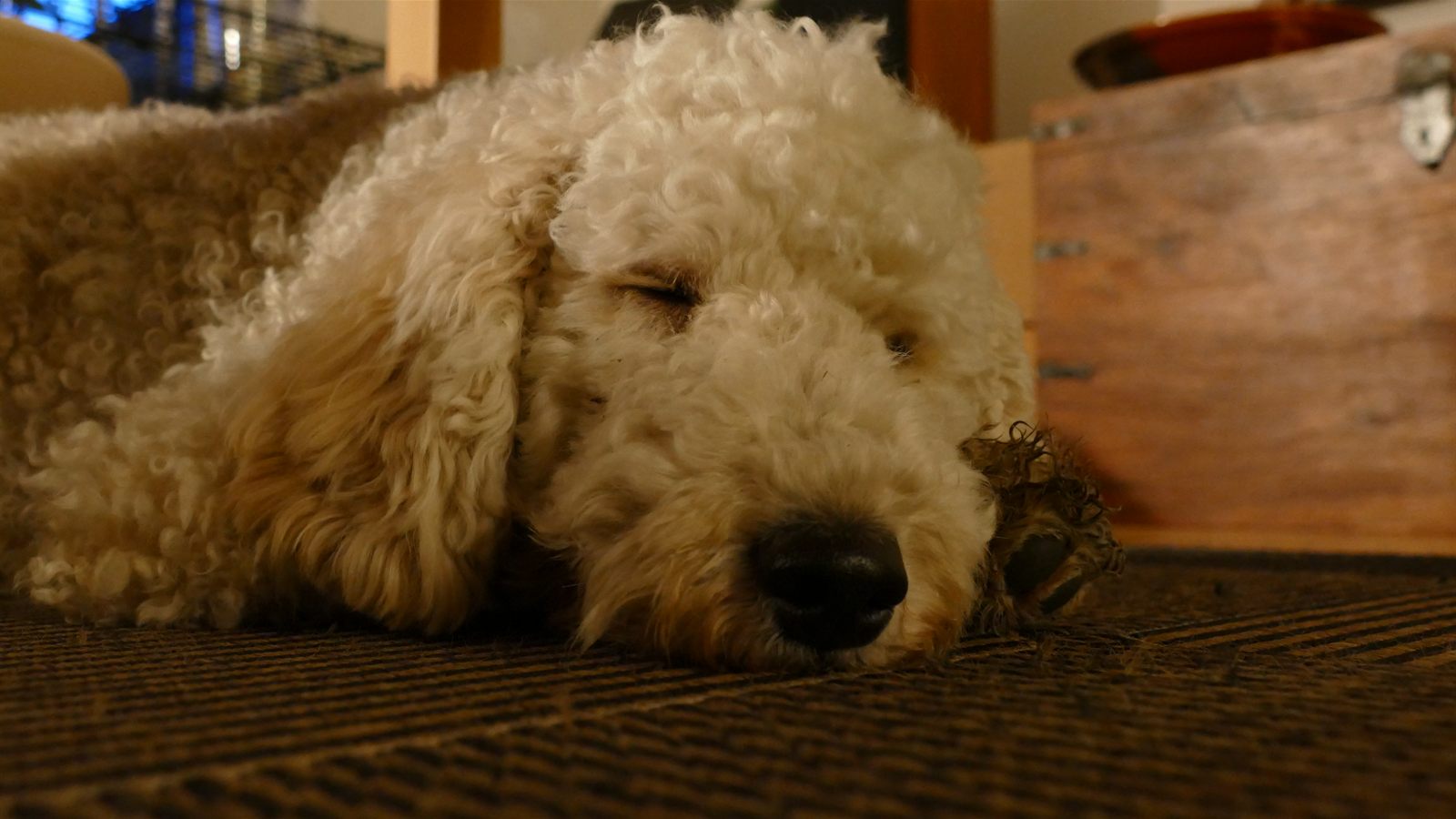 Muller, familiens hund, sover paa gulvet